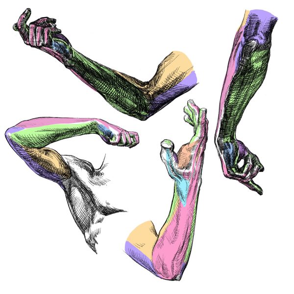 图片[3]-F006-加藤公太人体解刨绘画图集-爱画画的卷心菜