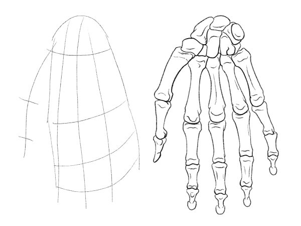 图片[4]-F006-加藤公太人体解刨绘画图集-爱画画的卷心菜