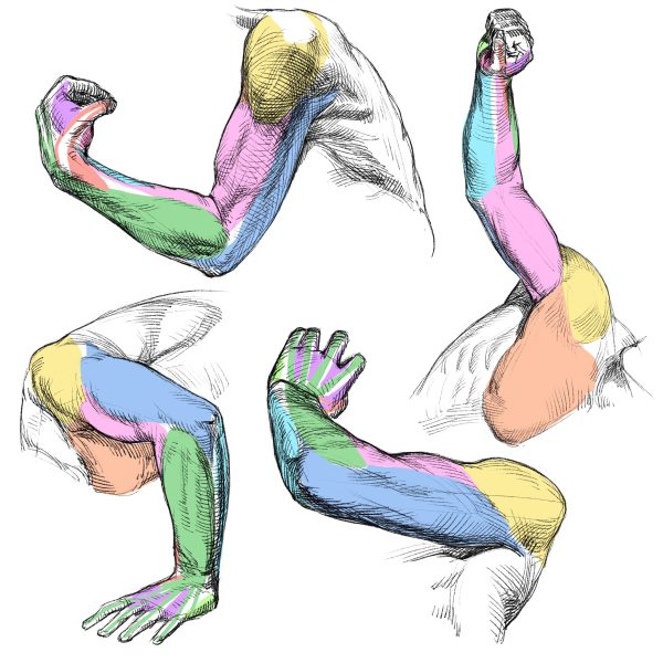 图片[5]-F006-加藤公太人体解刨绘画图集-爱画画的卷心菜