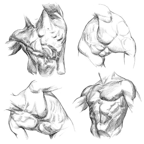 图片[8]-F006-加藤公太人体解刨绘画图集-爱画画的卷心菜