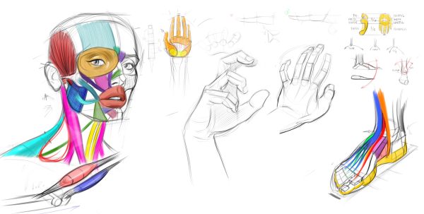 图片[5]-A076-迈克尔·汉普顿 （Steven Michael Hampton）-人体解剖（2022）-爱画画的卷心菜