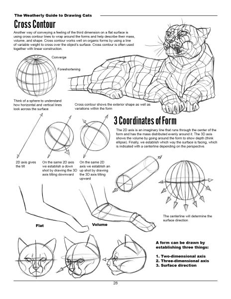 图片[9]-F033-猫科动物绘画权威指南｜Weatherly结构解剖法｜野生/家猫170+图解-爱画画的卷心菜