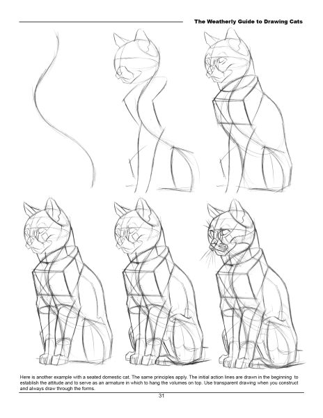 图片[10]-F033-猫科动物绘画权威指南｜Weatherly结构解剖法｜野生/家猫170+图解-爱画画的卷心菜
