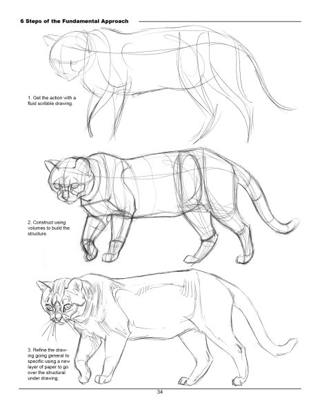 图片[13]-F033-猫科动物绘画权威指南｜Weatherly结构解剖法｜野生/家猫170+图解-爱画画的卷心菜