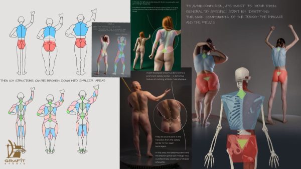图片[4]-F031-人体背部解剖终极指南｜形体结构深度解析-爱画画的卷心菜