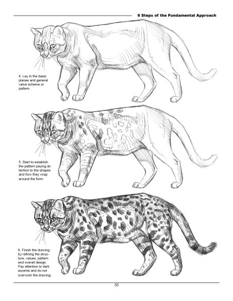 图片[14]-F033-猫科动物绘画权威指南｜Weatherly结构解剖法｜野生/家猫170+图解-爱画画的卷心菜