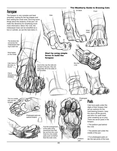 图片[17]-F033-猫科动物绘画权威指南｜Weatherly结构解剖法｜野生/家猫170+图解-爱画画的卷心菜