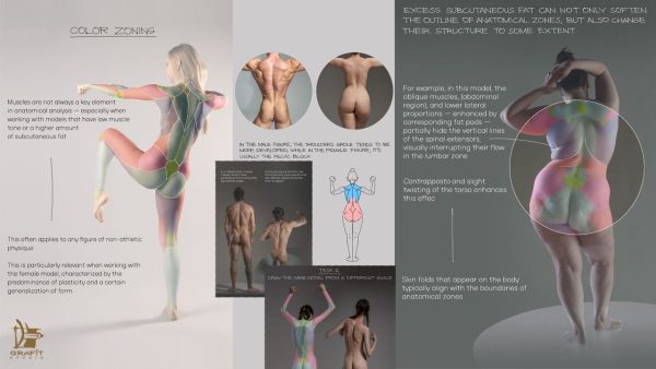 图片[5]-F031-人体背部解剖终极指南｜形体结构深度解析-爱画画的卷心菜