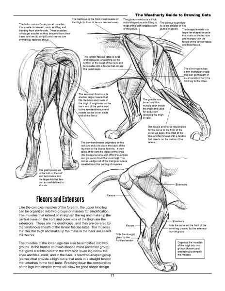 图片[7]-F033-猫科动物绘画权威指南｜Weatherly结构解剖法｜野生/家猫170+图解-爱画画的卷心菜