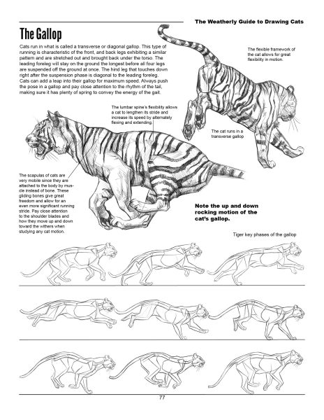 图片[8]-F033-猫科动物绘画权威指南｜Weatherly结构解剖法｜野生/家猫170+图解-爱画画的卷心菜