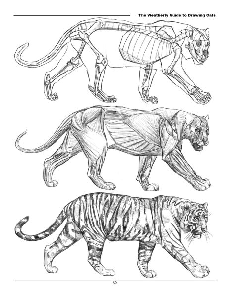 图片[11]-F033-猫科动物绘画权威指南｜Weatherly结构解剖法｜野生/家猫170+图解-爱画画的卷心菜