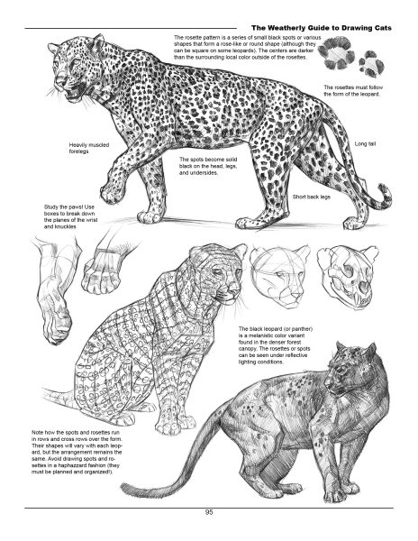 图片[12]-F033-猫科动物绘画权威指南｜Weatherly结构解剖法｜野生/家猫170+图解-爱画画的卷心菜