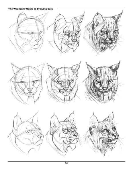 图片[15]-F033-猫科动物绘画权威指南｜Weatherly结构解剖法｜野生/家猫170+图解-爱画画的卷心菜