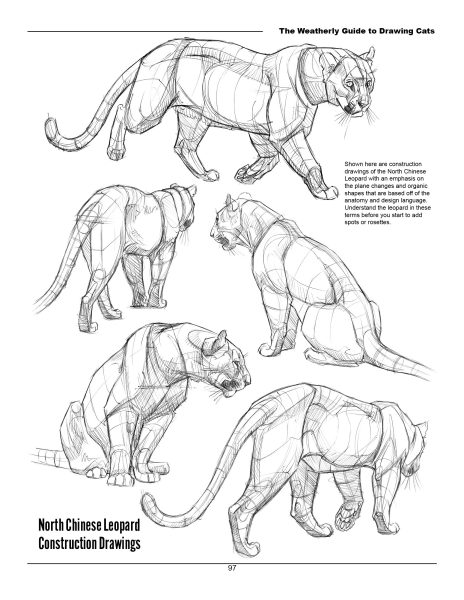 图片[16]-F033-猫科动物绘画权威指南｜Weatherly结构解剖法｜野生/家猫170+图解-爱画画的卷心菜