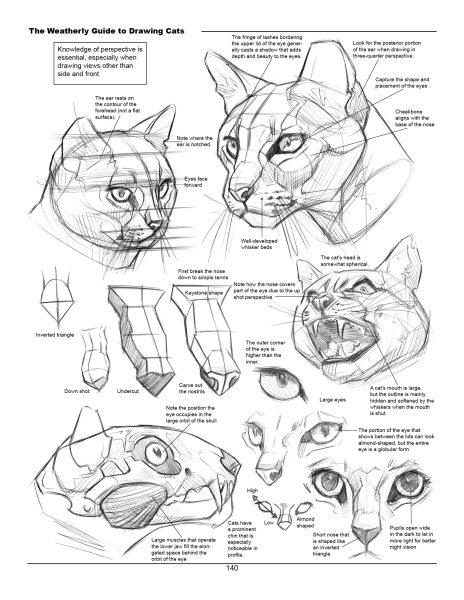 图片[5]-F033-猫科动物绘画权威指南｜Weatherly结构解剖法｜野生/家猫170+图解-爱画画的卷心菜