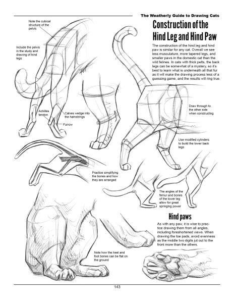 图片[4]-F033-猫科动物绘画权威指南｜Weatherly结构解剖法｜野生/家猫170+图解-爱画画的卷心菜