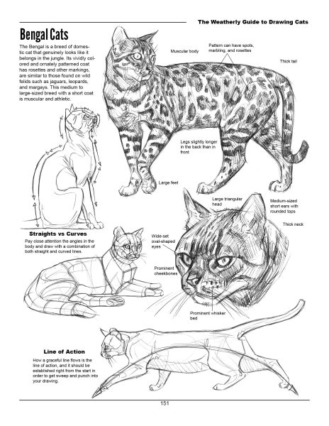 图片[3]-F033-猫科动物绘画权威指南｜Weatherly结构解剖法｜野生/家猫170+图解-爱画画的卷心菜