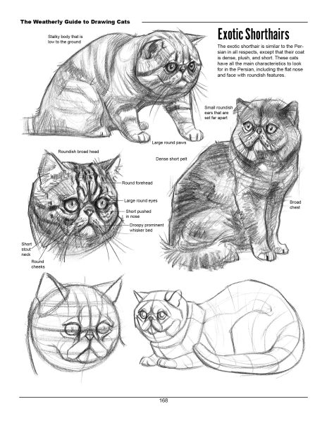 图片[2]-F033-猫科动物绘画权威指南｜Weatherly结构解剖法｜野生/家猫170+图解-爱画画的卷心菜