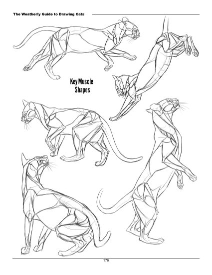 F033-猫科动物绘画权威指南｜Weatherly结构解剖法｜野生/家猫170+图解-爱画画的卷心菜