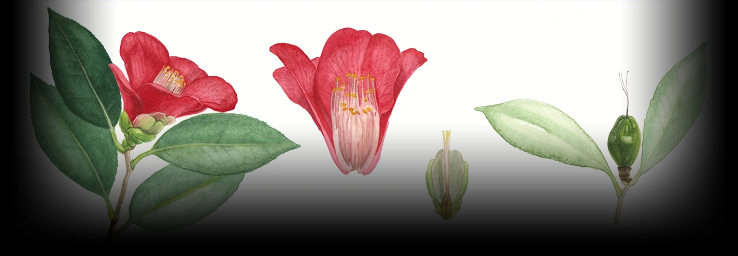 L004-面向创造者的植物艺术解刨学-爱画画的卷心菜
