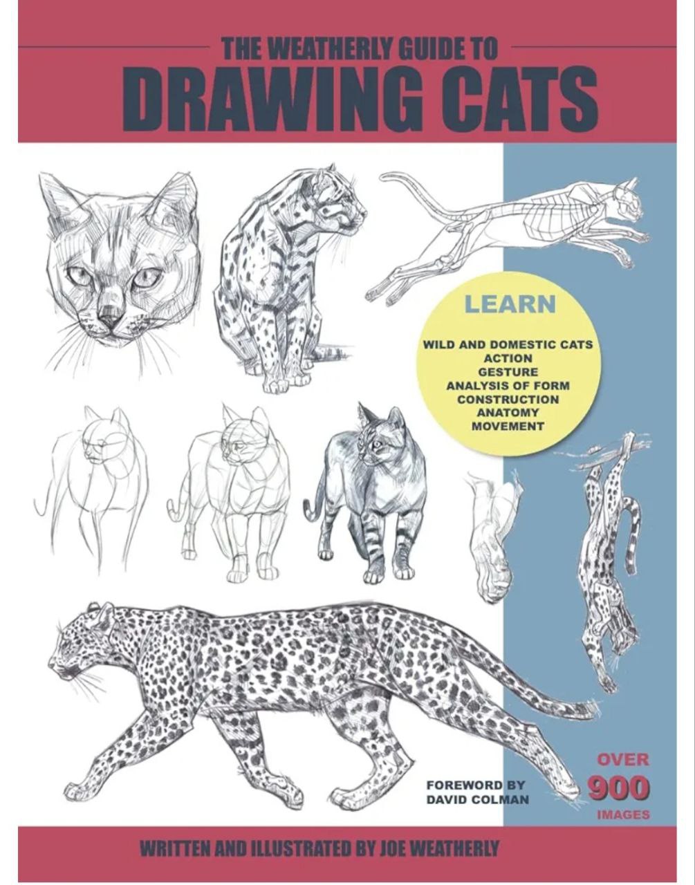 F033-猫科动物绘画权威指南｜Weatherly结构解剖法｜野生/家猫170+图解