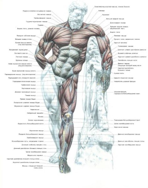 图片[2]-F034-德拉维尔力量训练解剖图谱｜俄语复刻收藏版-爱画画的卷心菜