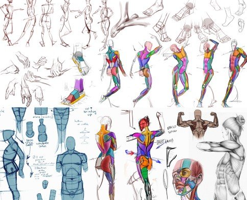 【ai精翻】分析人物素描课程-爱画画的卷心菜