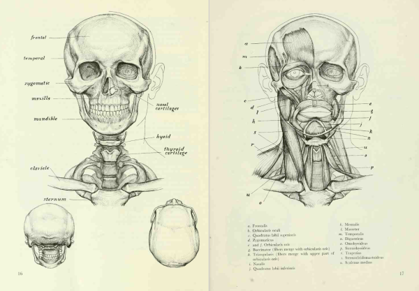 图片[4]-F047-【绘画指南】The Human Figure An Anatomy for Artists (Rubins David K.)-爱画画的卷心菜