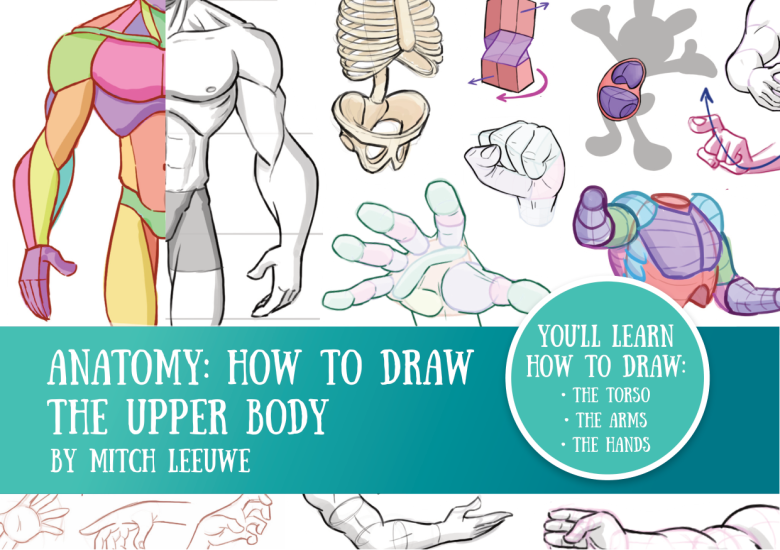 T1279-上半身解剖 | Anatomy Upperbody-爱画画的卷心菜