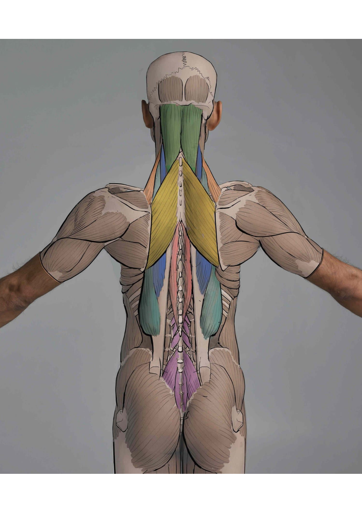 图片[4]-T100-艺术家解剖学 3D出版 | Anatomy for Artists- 3D publishing-爱画画的卷心菜