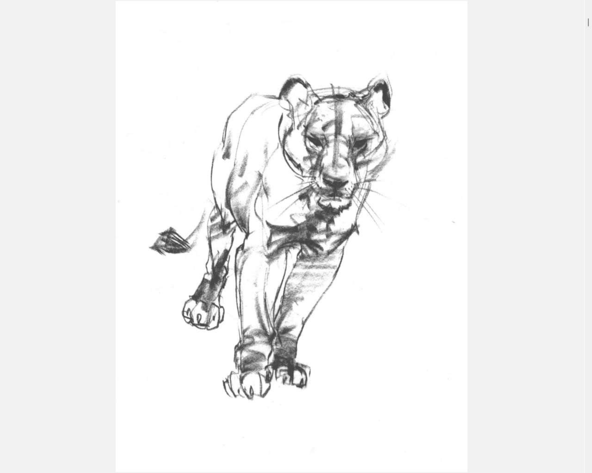 图片[5]-T1256-《Weatherly动物绘画指南》 | Weatherly guide of Animal Drawing-爱画画的卷心菜