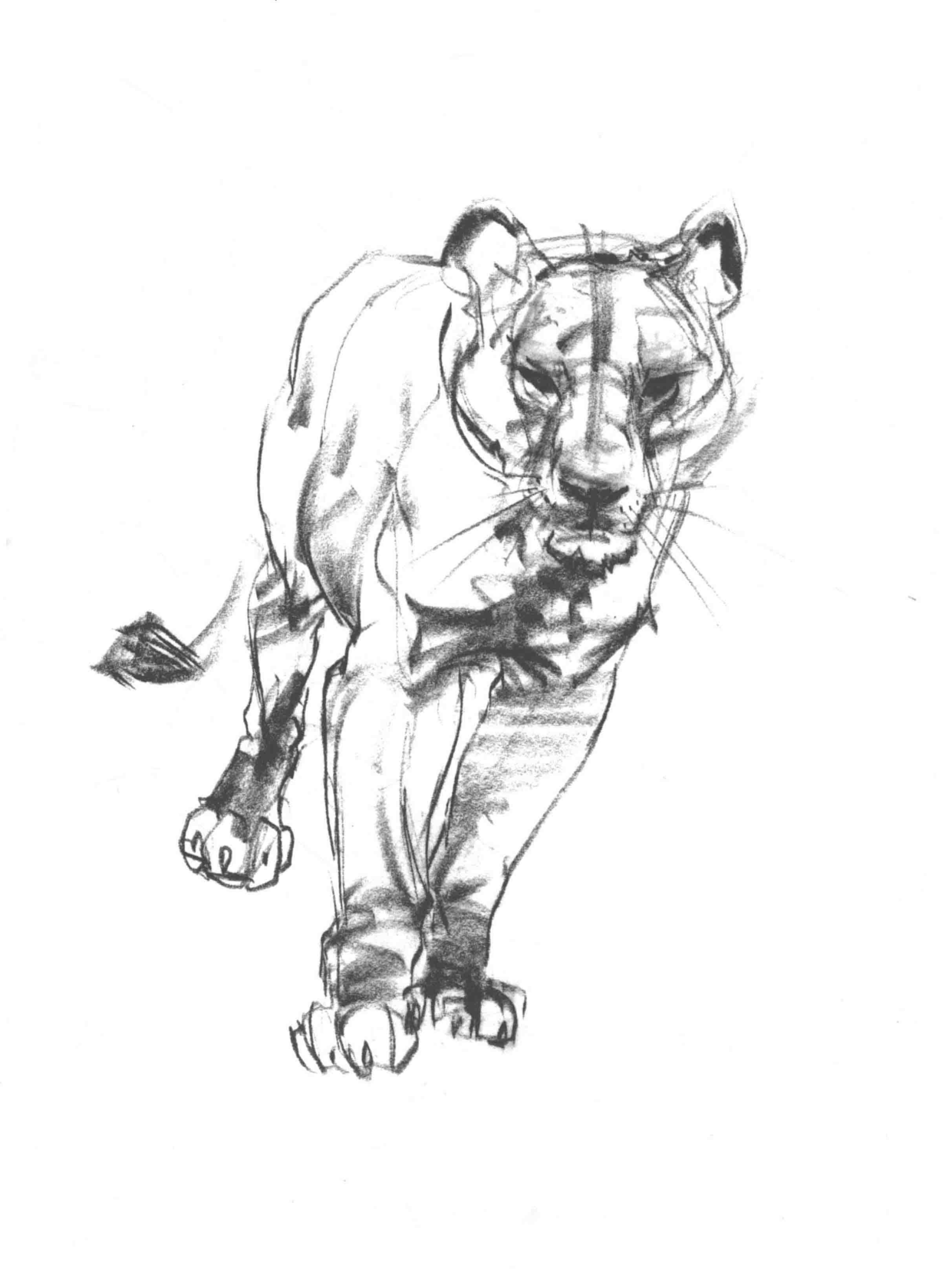图片[5]-T1307-中文版《Weatherly动物绘画指南》Joe Weatherly | Chinese Version Weatherly Guide to Drawing Animals Joe Weather-爱画画的卷心菜