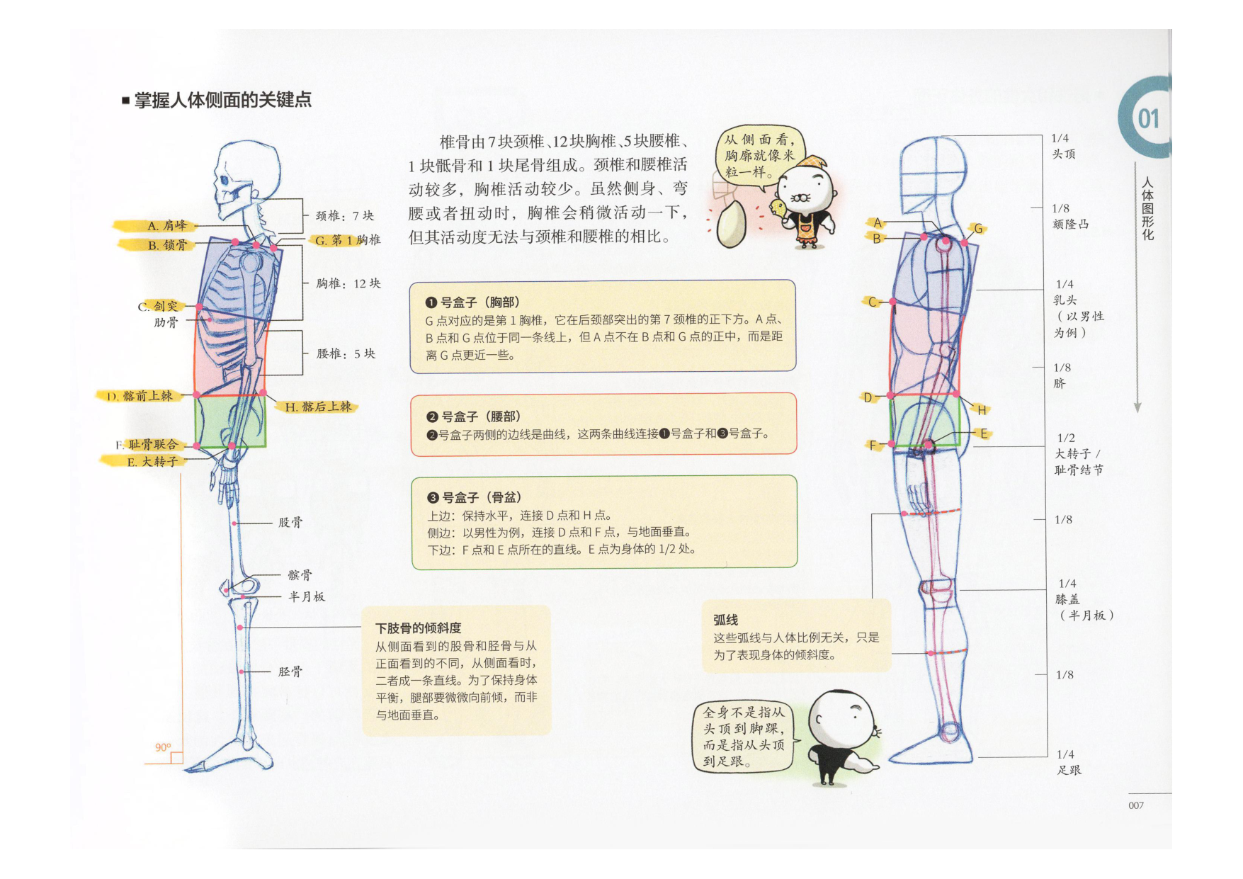 图片[8]-T1311-艺用动态解剖 | 艺用动态解剖 (金乐熹)-爱画画的卷心菜