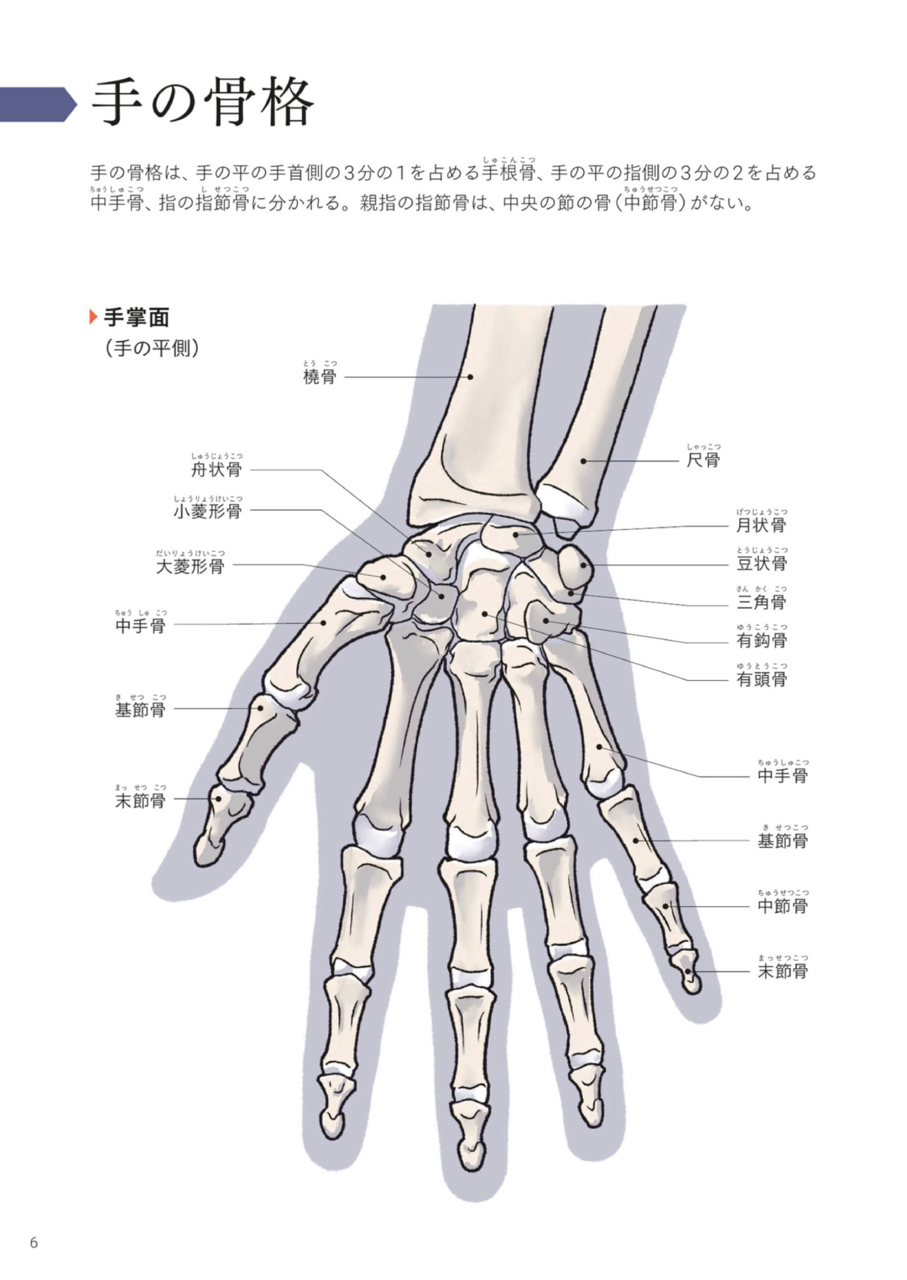 图片[9]-T1163-Kota Kato手与脚的艺术解剖 | Art Anatomy of Hand + Foot by Kota Kato-爱画画的卷心菜