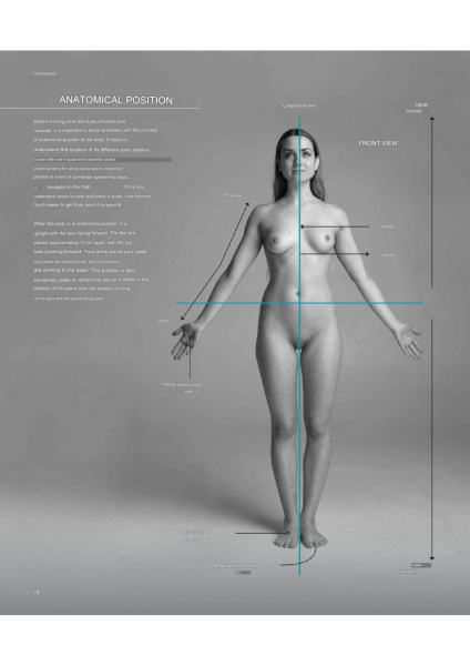图片[10]-T100-艺术家解剖学 3D出版 | Anatomy for Artists- 3D publishing-爱画画的卷心菜