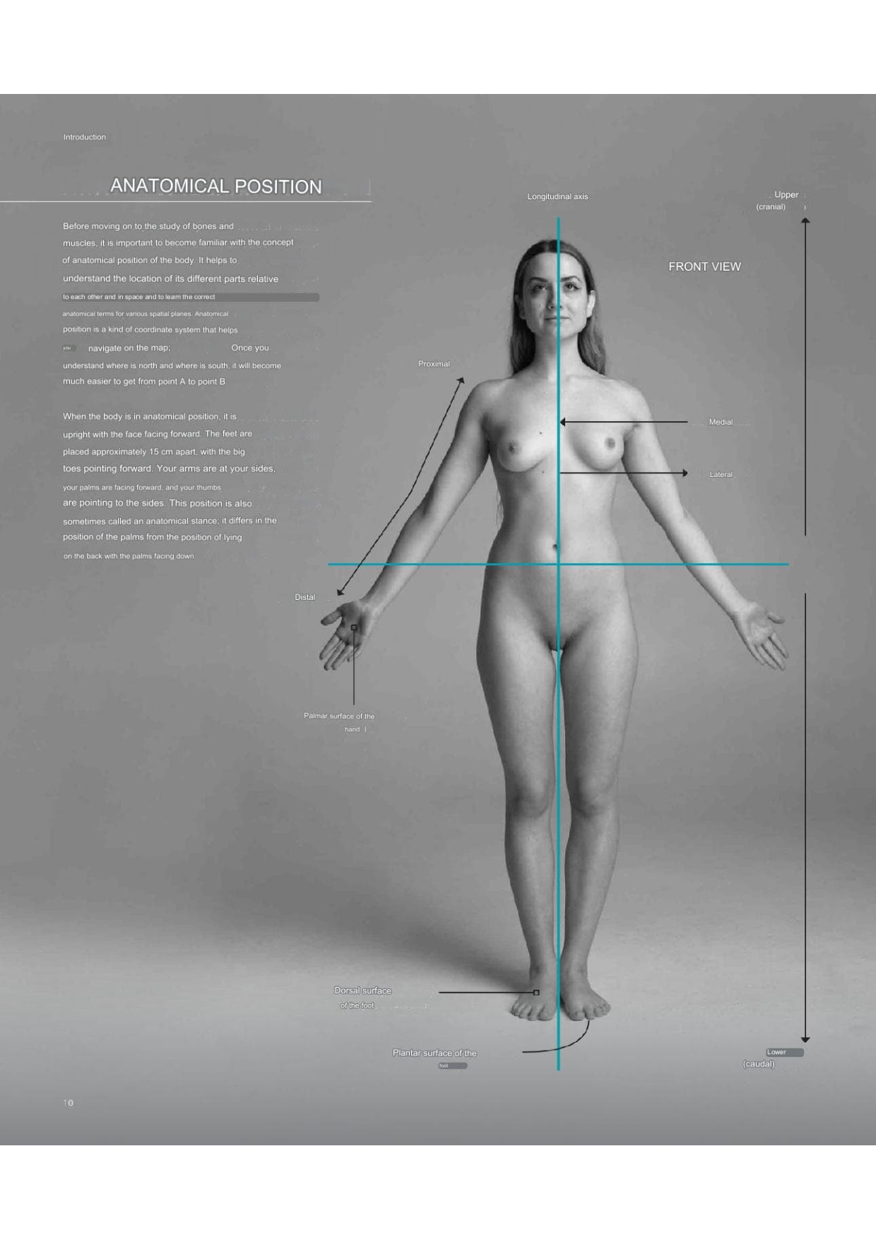 图片[10]-T100-艺术家解剖学 3D出版 | Anatomy for Artists- 3D publishing-爱画画的卷心菜