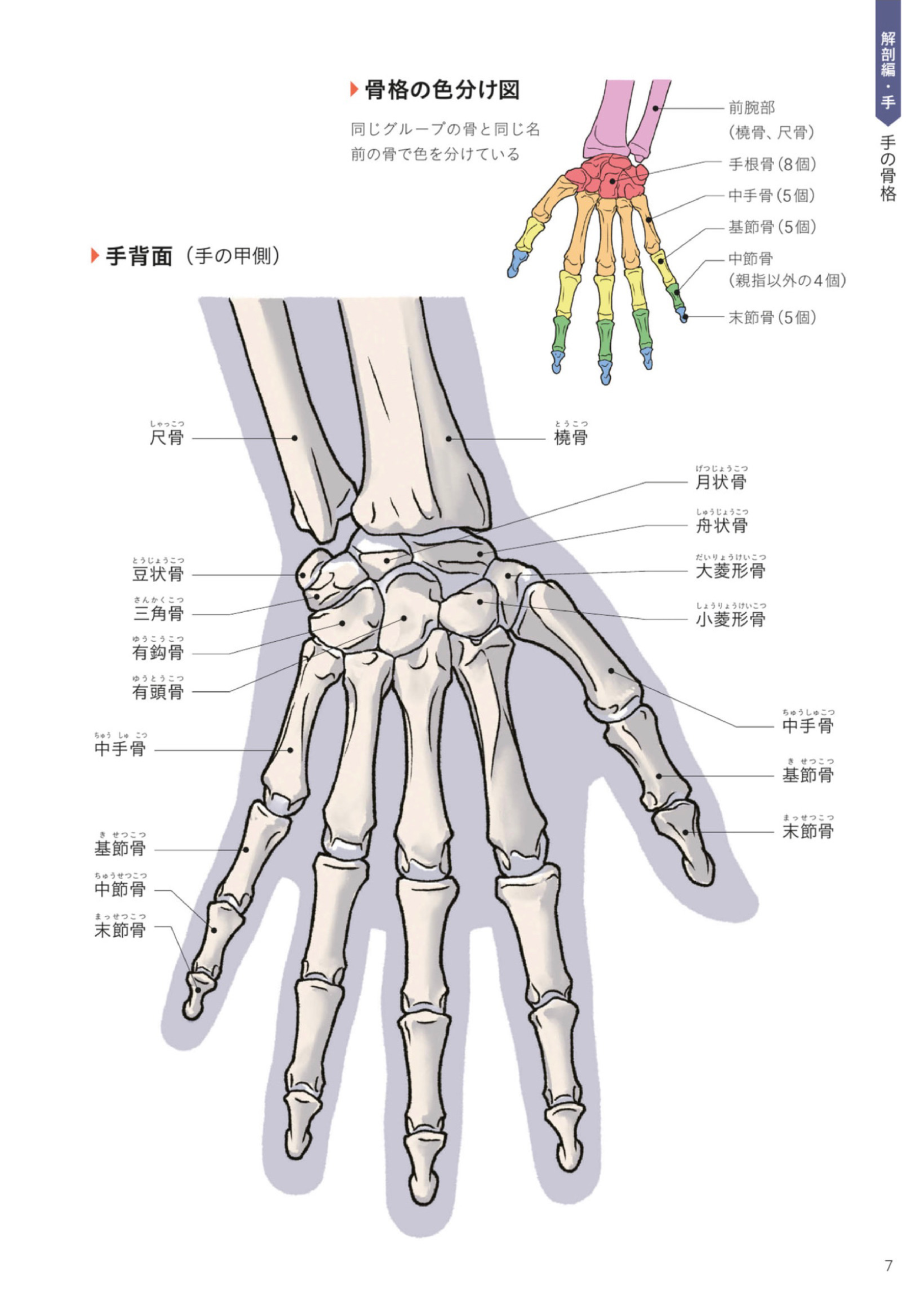 图片[10]-T1163-Kota Kato手与脚的艺术解剖 | Art Anatomy of Hand + Foot by Kota Kato-爱画画的卷心菜