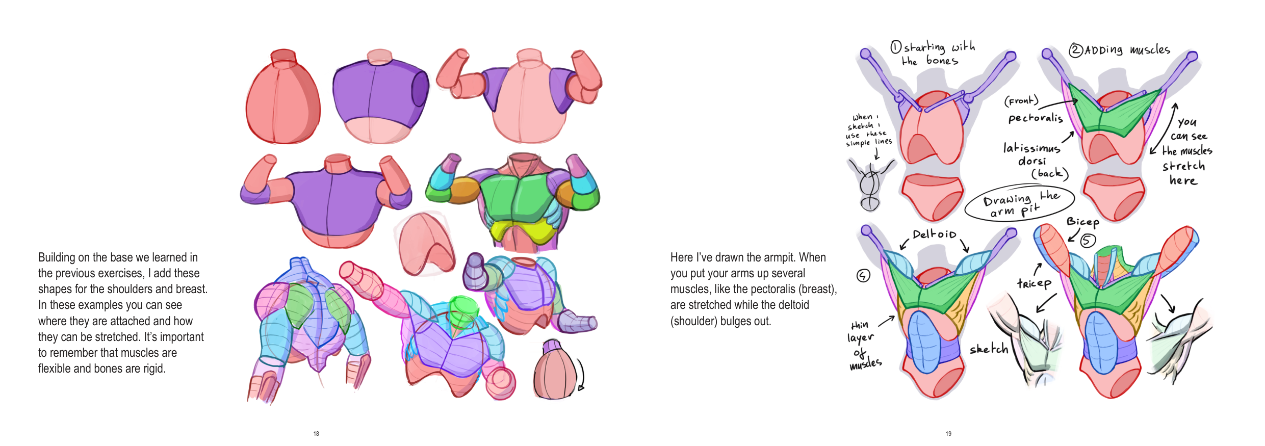 图片[10]-T1279-上半身解剖 | Anatomy Upperbody-爱画画的卷心菜