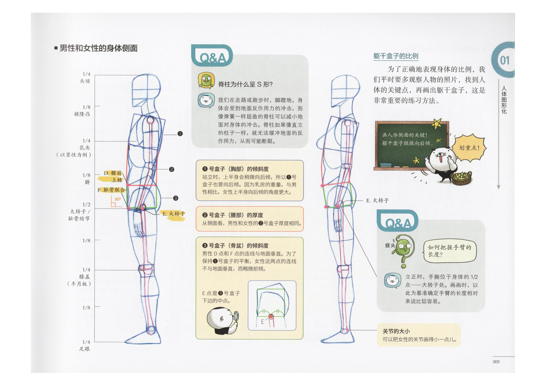 图片[10]-T1311-艺用动态解剖 | 艺用动态解剖 (金乐熹)-爱画画的卷心菜