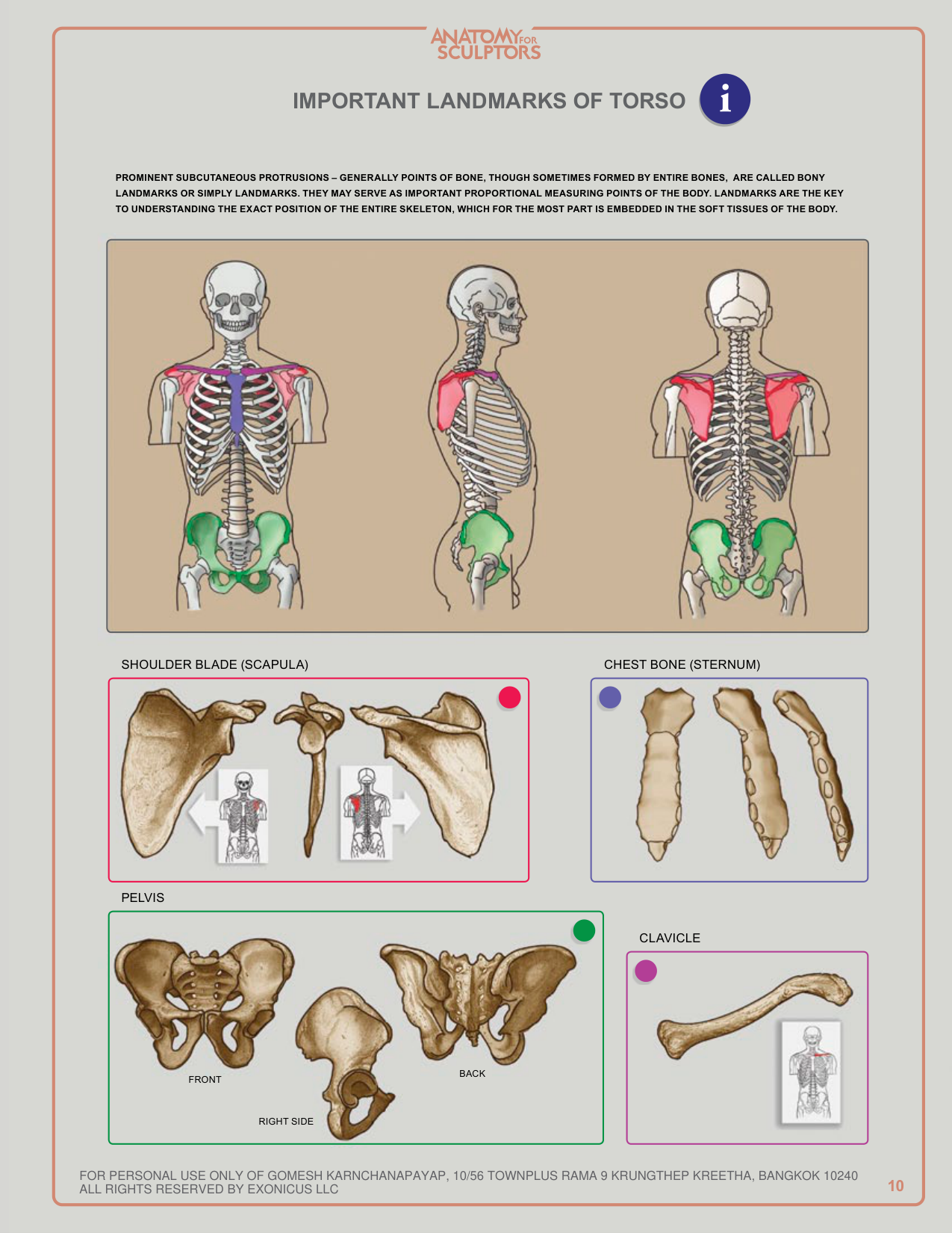图片[10]-T1028-雕塑师的人体解剖：理解人体形态 | Anatomy for Sculptors, Understanding the Human Figure Uldis Za-爱画画的卷心菜