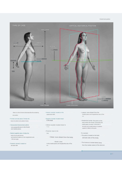 图片[11]-T100-艺术家解剖学 3D出版 | Anatomy for Artists- 3D publishing-爱画画的卷心菜