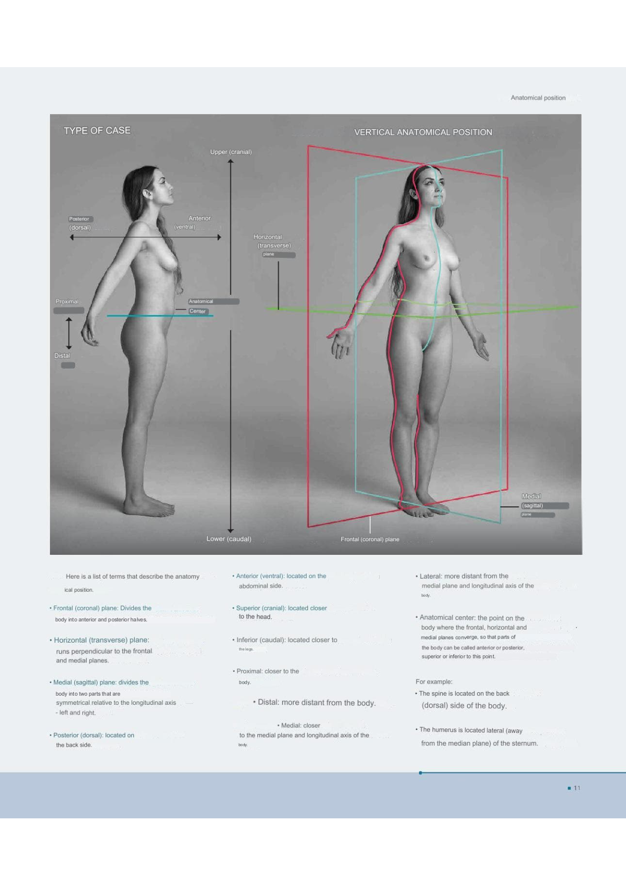 图片[11]-T100-艺术家解剖学 3D出版 | Anatomy for Artists- 3D publishing-爱画画的卷心菜