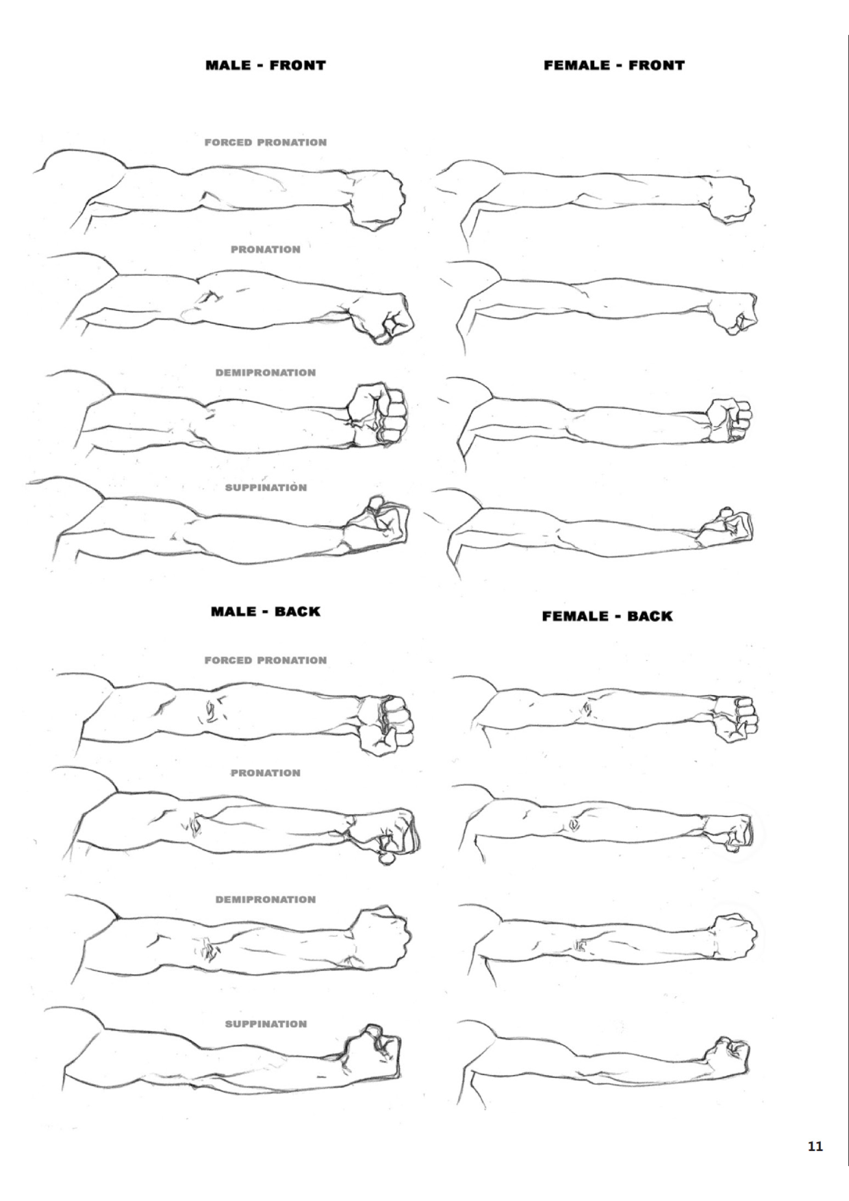 图片[11]-T1140-解剖大师 | Masters of Anatomy-爱画画的卷心菜