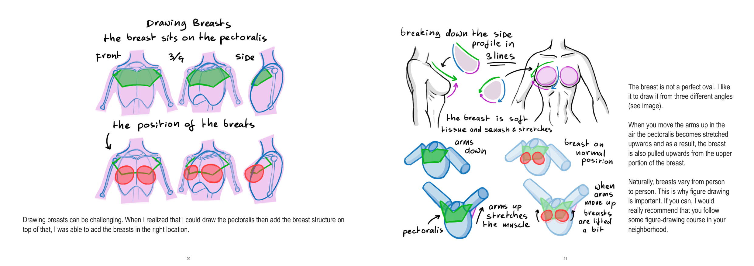 图片[11]-T1279-上半身解剖 | Anatomy Upperbody-爱画画的卷心菜