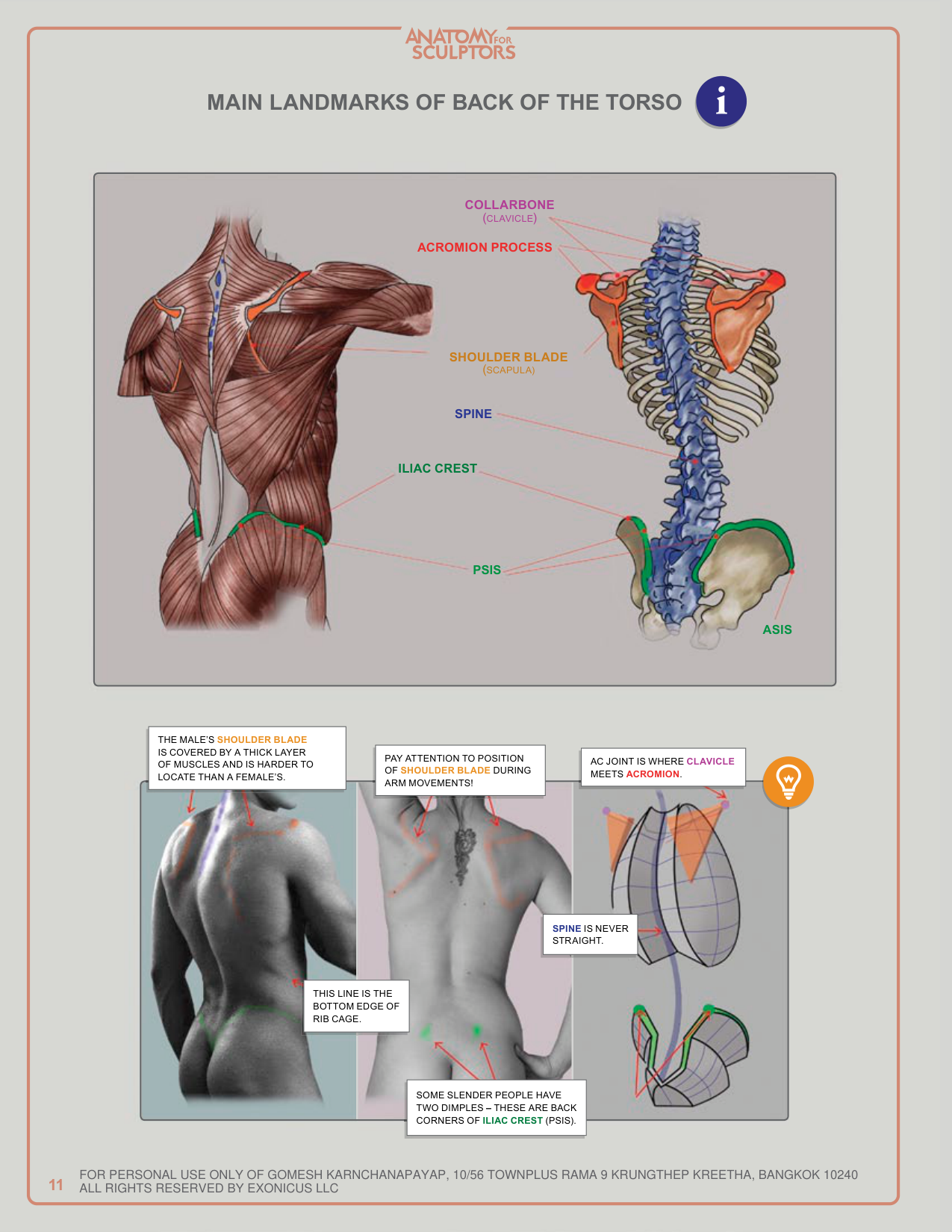 图片[11]-T1028-雕塑师的人体解剖：理解人体形态 | Anatomy for Sculptors, Understanding the Human Figure Uldis Za-爱画画的卷心菜