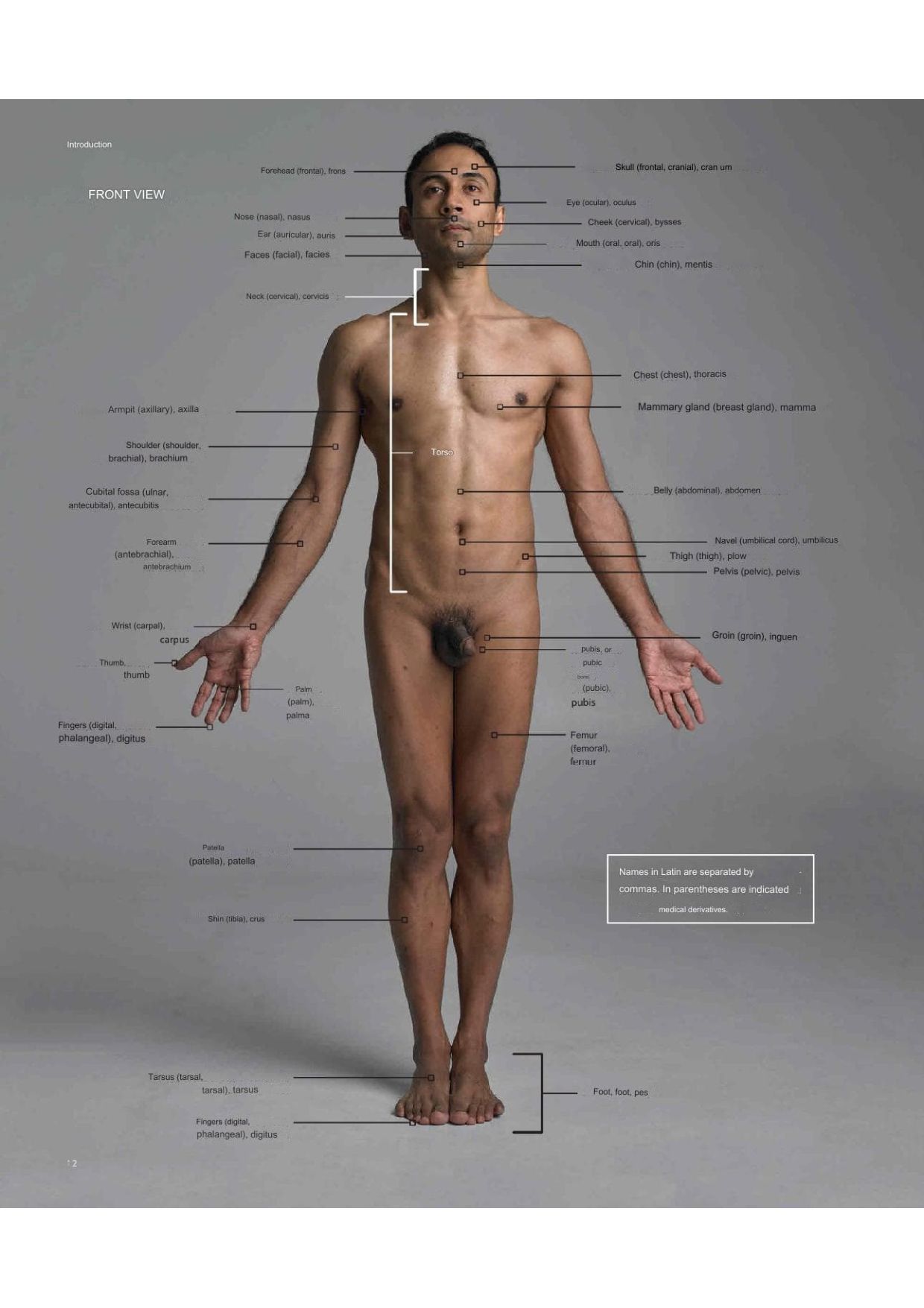 图片[12]-T100-艺术家解剖学 3D出版 | Anatomy for Artists- 3D publishing-爱画画的卷心菜