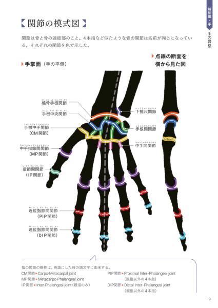 图片[12]-T1163-Kota Kato手与脚的艺术解剖 | Art Anatomy of Hand + Foot by Kota Kato-爱画画的卷心菜