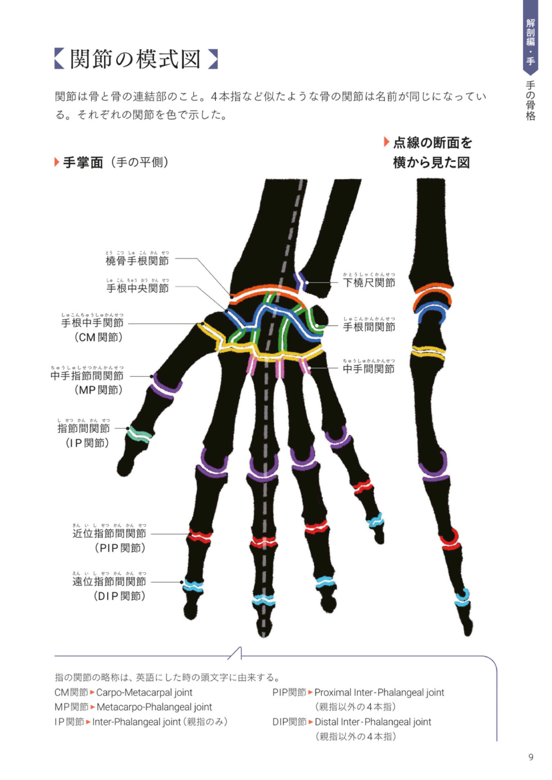 图片[12]-T1163-Kota Kato手与脚的艺术解剖 | Art Anatomy of Hand + Foot by Kota Kato-爱画画的卷心菜
