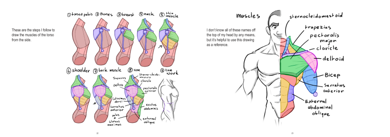 图片[12]-T1279-上半身解剖 | Anatomy Upperbody-爱画画的卷心菜