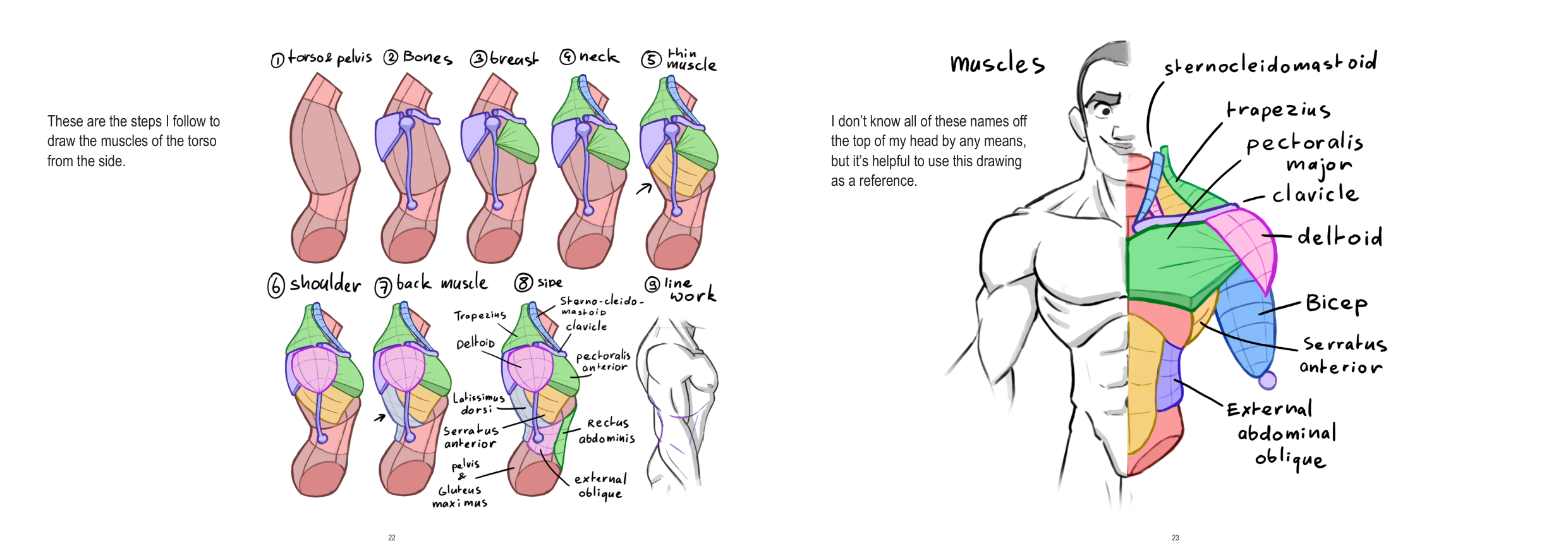 图片[12]-T1279-上半身解剖 | Anatomy Upperbody-爱画画的卷心菜